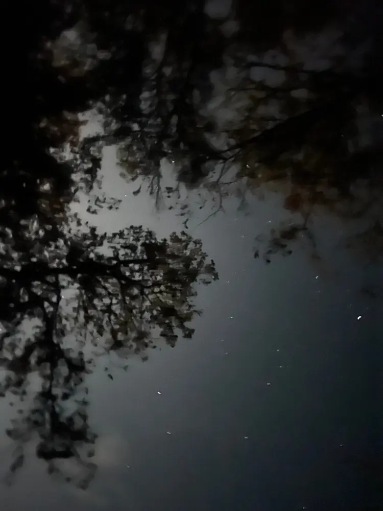 Trees reflected in dark, still water at night