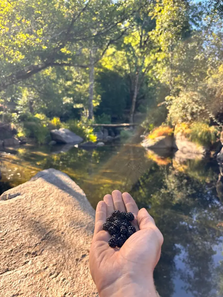 Freshly picked berries next to our beautiful river and swing